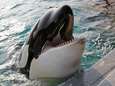 Hele wereld volgt Nederlands proces rond orka Morgan 