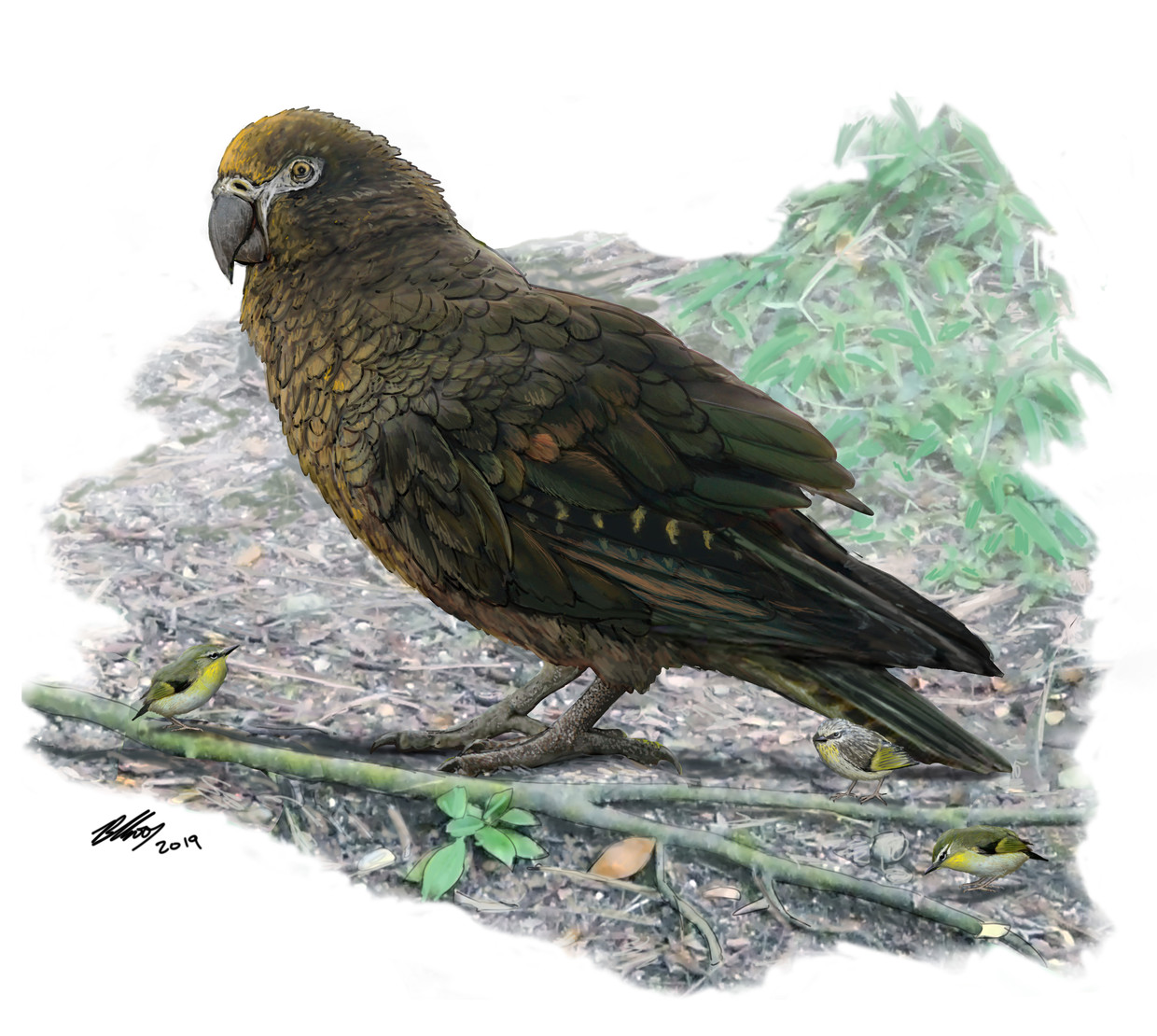 Overblijfselen meter papegaai ontdekt in Nieuw-Zeeland