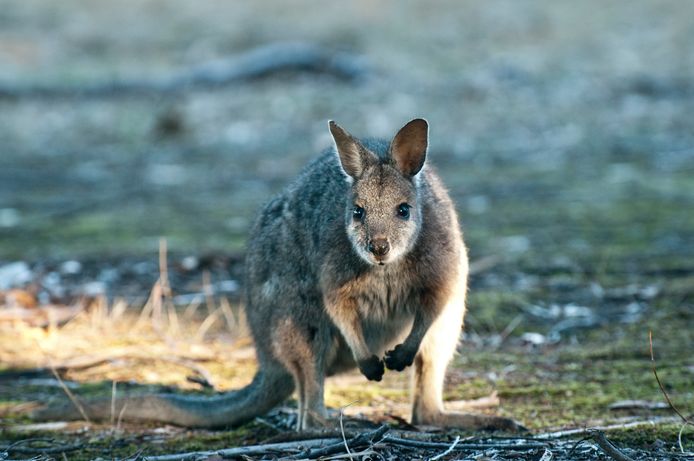Wallaby's zijn kleine kangoeroes.