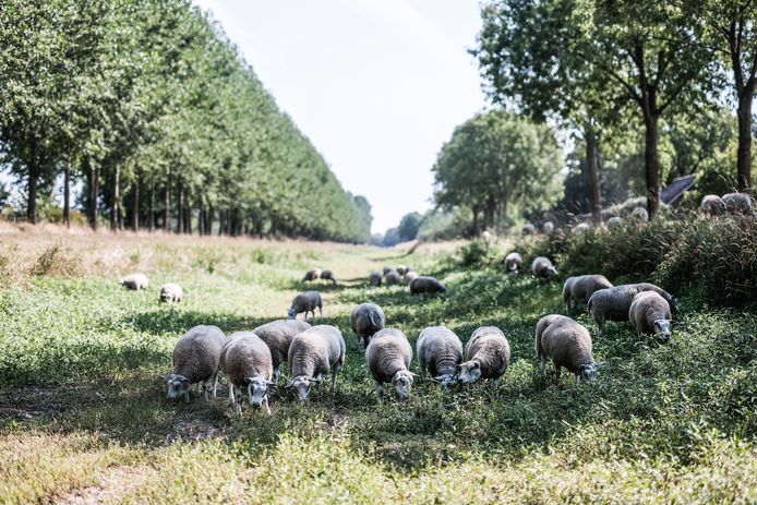 linnen natuurlijk Grens Zó droog is het in de Achterhoek: waar eerst water stroomde grazen nu  schapen | Oude IJsselstreek | gelderlander.nl