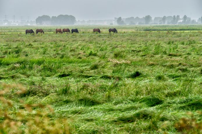 In deze 'duurzame polder' boven Rosmalen komen zestien windmolens.