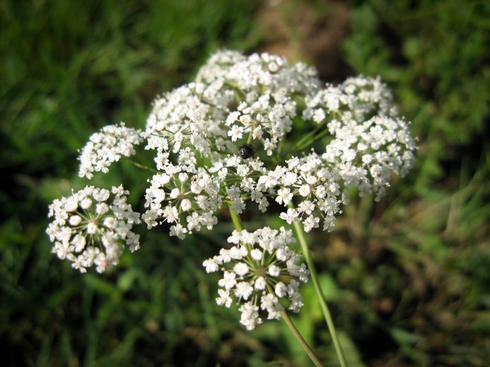 Waterscheerling