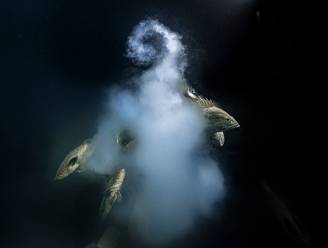 Franse bioloog wint Wildlife Photographer met ‘explosieve’ onderwaterfoto van paaiende tandbaarzen: bekijk hier de andere winnaars