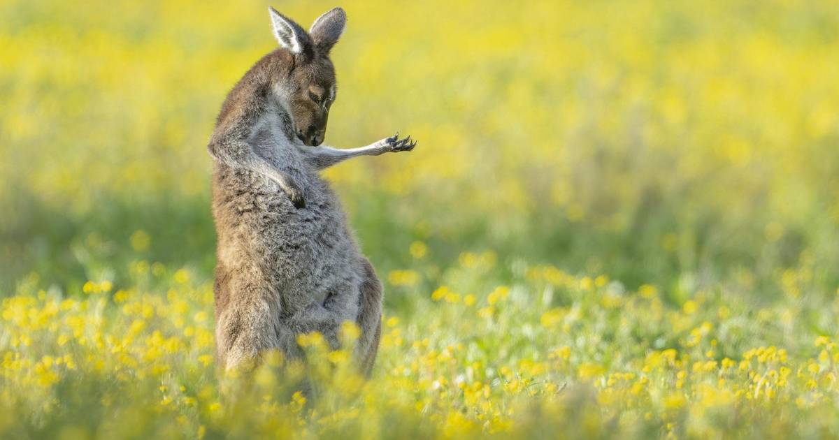 на картинке.  Wildlife Comedy Awards: это самые смешные фотографии животных 2023 года |  Наука и планета