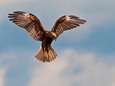 Roofvogels hebben het moeilijk in Zeeland. De bruine kiekendief heeft het het zwaarst