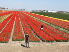 Bollenkoorts: geknakte tulpen, gestolen bloemen en gevaarlijke capriolen op de weg: ‘Hier staat het geld van een ander’