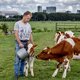 Deze boeren hoeven hun melk niet zo nodig aan het buitenland te verkopen: ‘Alleen aan Ouderkerk en Amsterdam’
