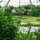 Plantentuin Meise roept op om op safari te gaan in eigen huis en tuin