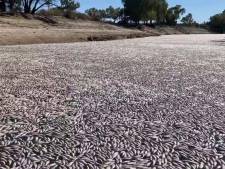 Des millions de poissons morts en décomposition bouchent une rivière en Australie