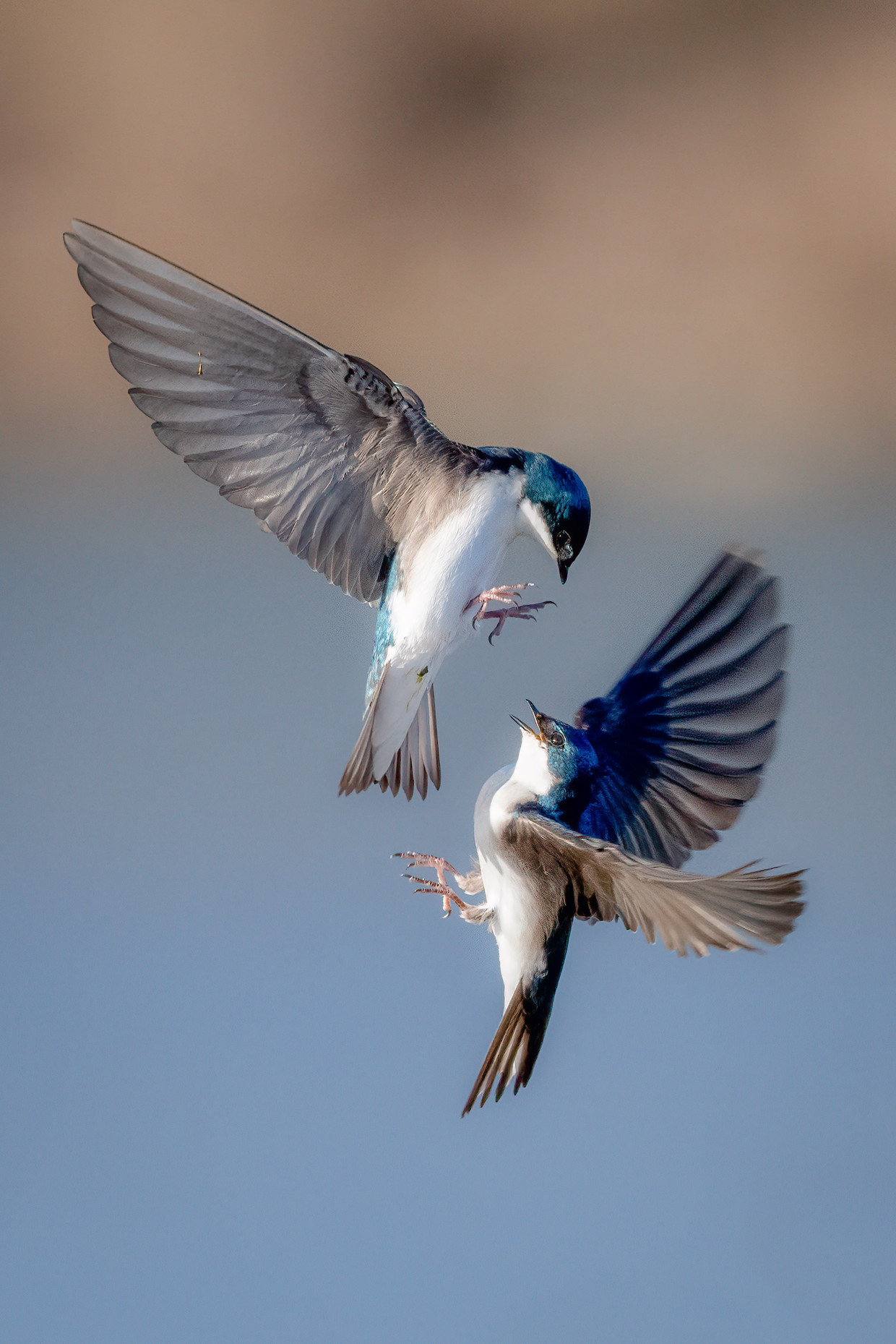 null Beeld Getty Images
