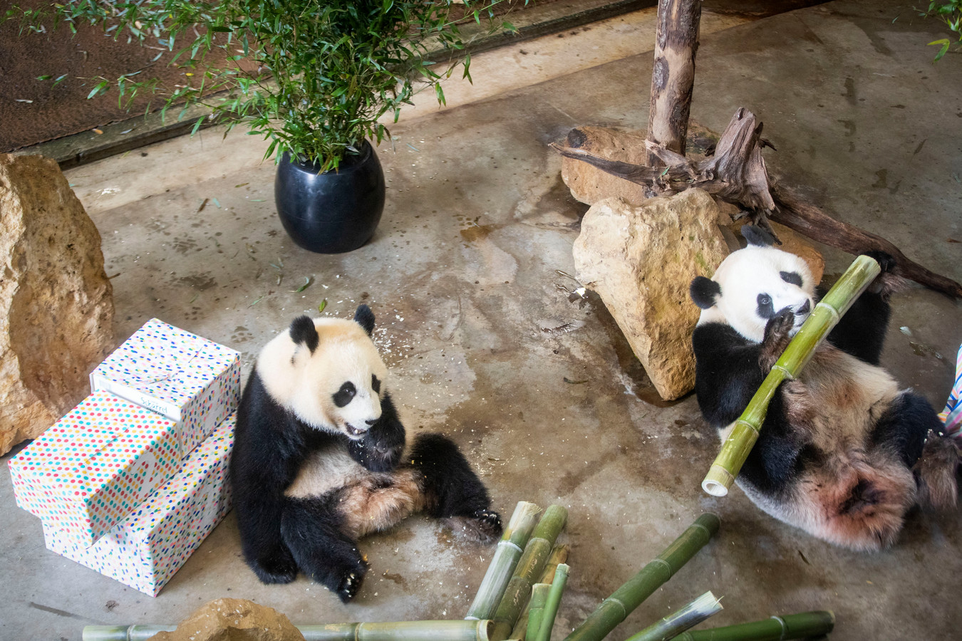 De reuzenpanda Fan Xing (links) viert zijn tweede verjaardag, rechts knabbelt zijn moeder Wu Wen van de feestmaaltijd mee.