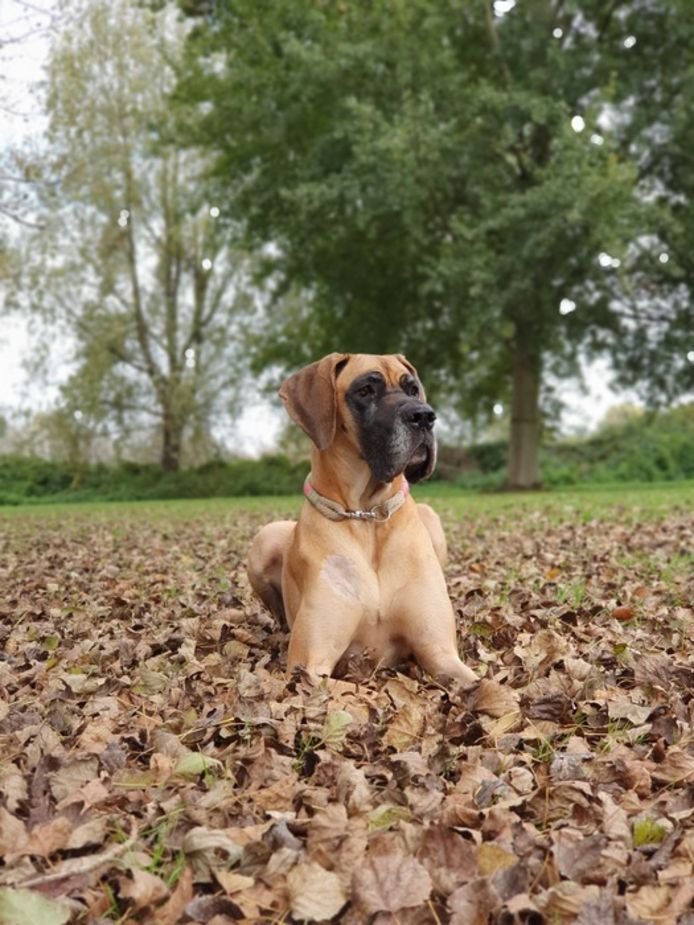 Bij de Zevenhuizerplas, 19 oktober 2021. Hond Soof in de bladeren.