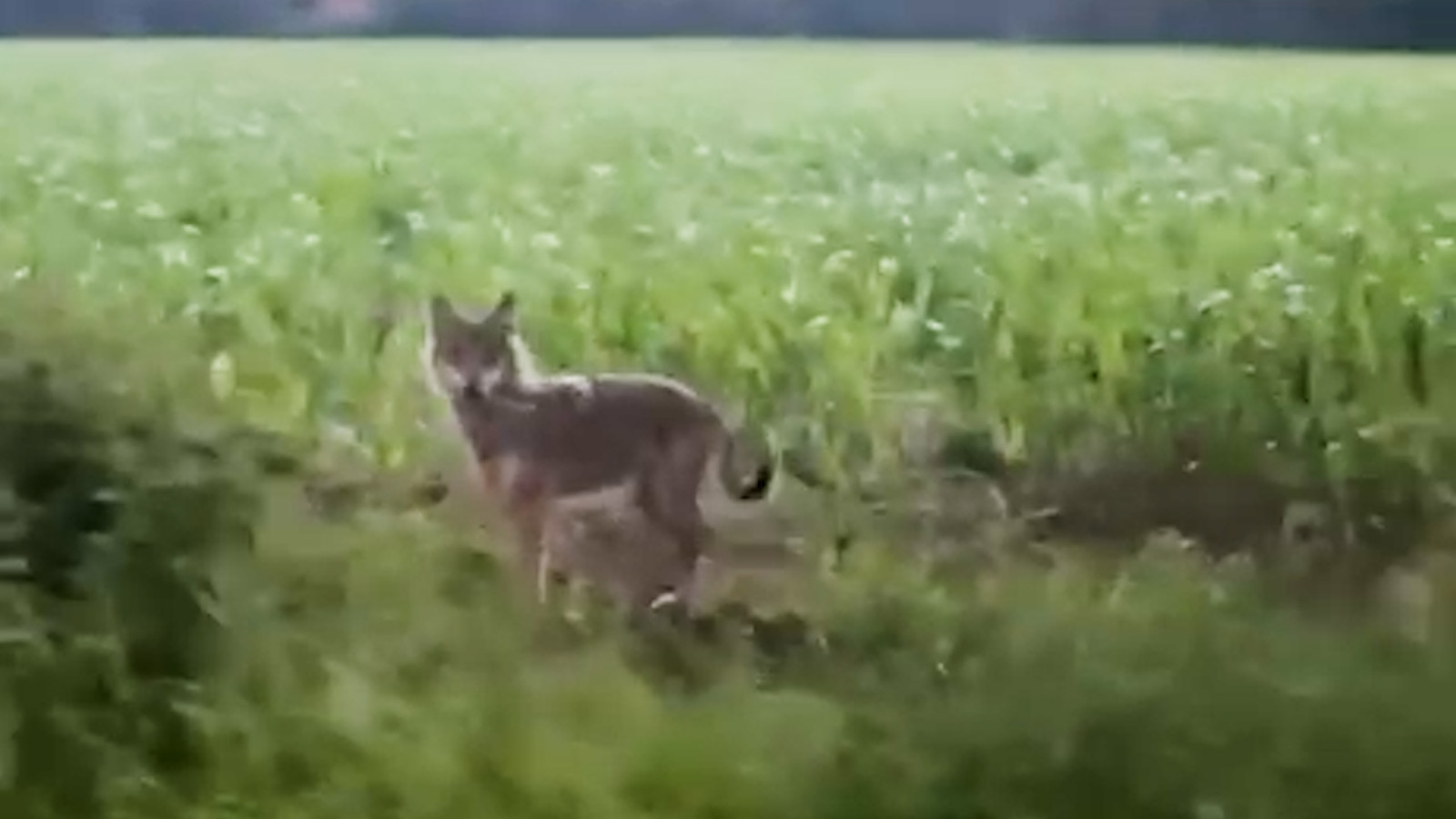 Nederlanders Oog In Oog Met Wolf What The Fuck” Foto Hln Be