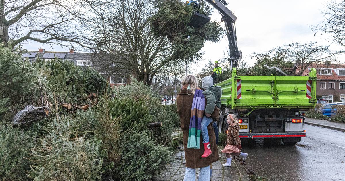 Aftuigen, inleveren of zelfs herplanten van de kerstboom wanneer en