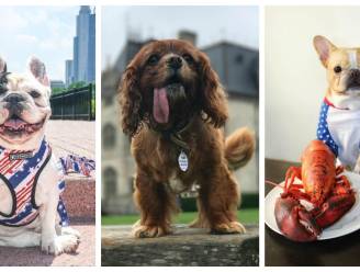 Geloof het of niet maar deze honden verdienen meer dan u