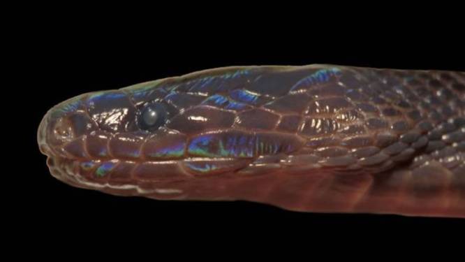 Un serpent iridescent aux écailles fluorescentes découvert au Vietnam