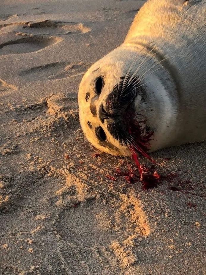 Een zeehond werd aangevallen op het strand van Oostende en is daarna overleden