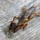 Veenmol teistert moestuinen: dit moet je weten over het insect