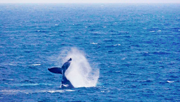 Een bultrug walvis in de Indische Oceaan. De bultrug behoort tot de onderorde van de baleinwalvissen. Beeld ANP