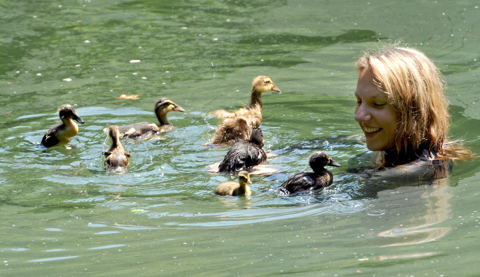 Почему нельзя плавать в водоеме где утки. Утки плавают в пруду. Почему нельзя плавать в водоеме где утки. Почему нельзя плавать в водоеме где утки. Утка купается.