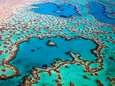 Unesco wil Great Barrier Reef stempel ‘in gevaar’ geven, Australië noemt dat politieke bemoeienis