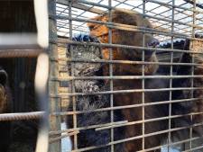 Ouwehands Dierenpark wil verwaarloosde bruine beren uit Oekraïense speeltuin redden