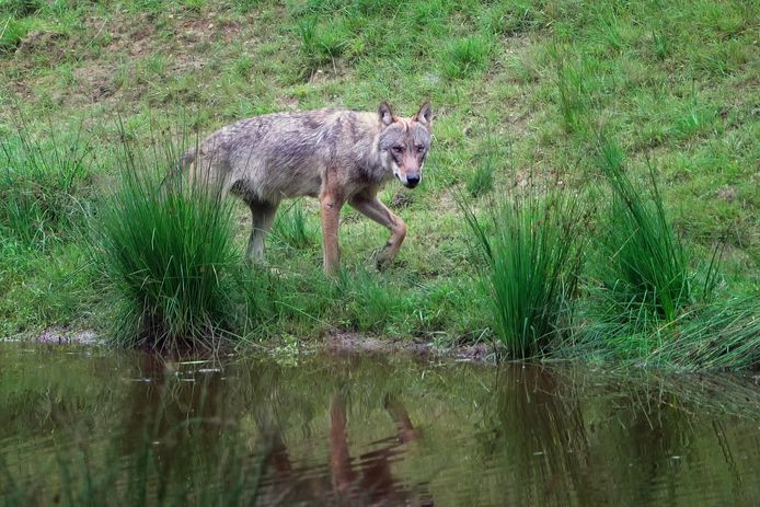 Jeroen Kloppenburg uit Deventer wilde een bijzondere foto maken van de wolf op de Veluwe. Onlangs slaagde hij daarin, na pakweg 150 pogingen.