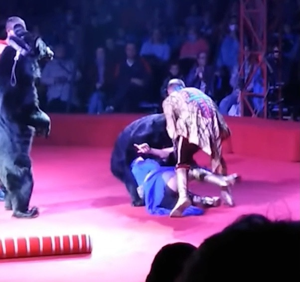 Cette vidéo choquante filmée par un spectateur montre le moment où un ours a attaqué sa dompteuse lors d'un spectacle de cirqueen Russie.