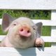 Lief: boswachter adopteert gedumpt biggetje