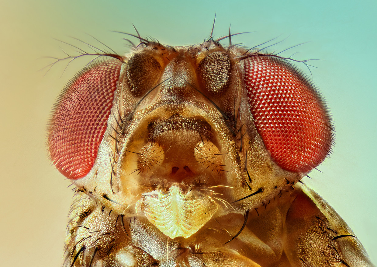 Fruitvliegjes zijn dan wel vervelend, maar ze zijn niet ongezond voor de mens. Beeld Getty Images/EyeEm