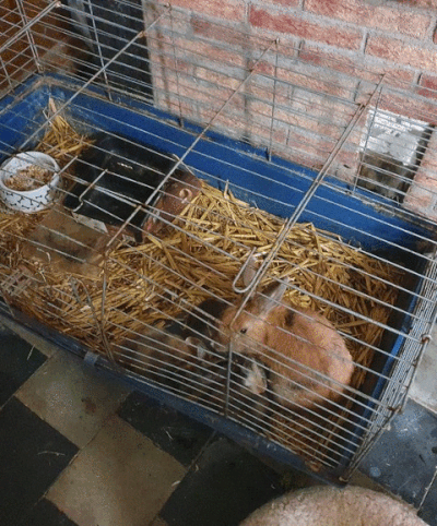 Maltraitance animale à Aiseau-Presles: “Les services ont découvert l’horreur”