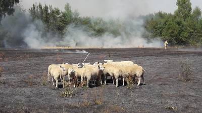 Schapen in veiligheid na grote buitenbrand in Wijchen
