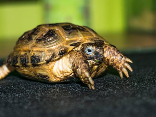 Man laat meer dan 300 landschildpadden creperen in garagebox