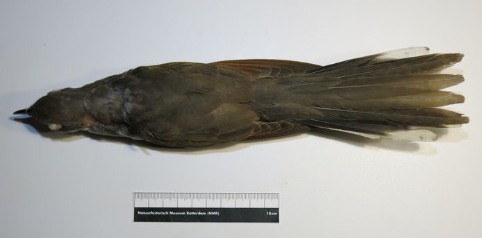 De geelsnavelkoekoek está registrado en de collectie van het Natuurhistorisch Museum Rotterdam.