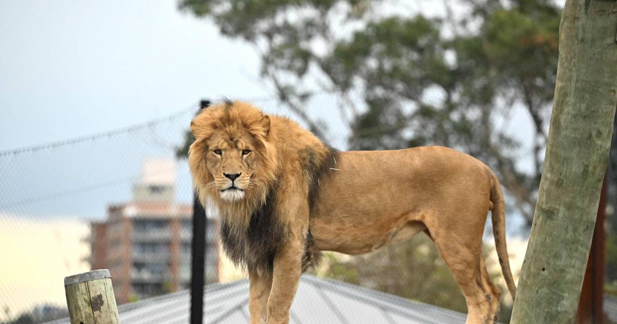 Un lion tue un homme qui envahit l’enclos des lions du zoo du Ghana |  À l’étranger
