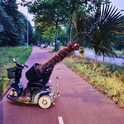 Nederlandse politie trekt grote ogen: palmboomdief op heterdaad betrapt bij vlucht met scootmobiel