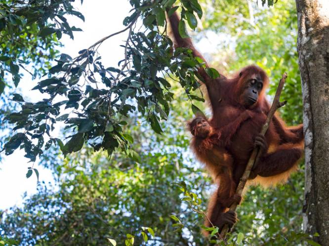 Palmolieleveranciers van snackgigant die uw favoriete koekjes maakt, vernietigden op 2 jaar tijd 25.000 hectare leefgebied van orang-oetans