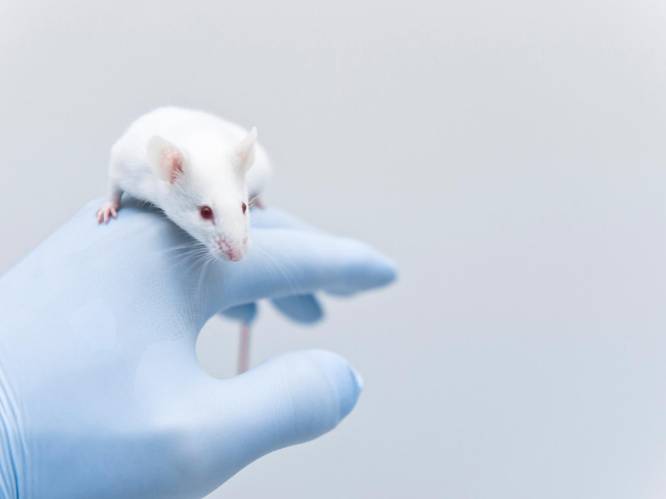 Wallonië wil komaf maken met dierproeven tijdens wetenschappelijk onderzoek