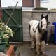 Oeps: meisje (13) bestelt paard en laat het bij haar oma bezorgen