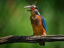De ijsvogel trotseert vrieskou en droogte, maar is nooit helemaal veilig