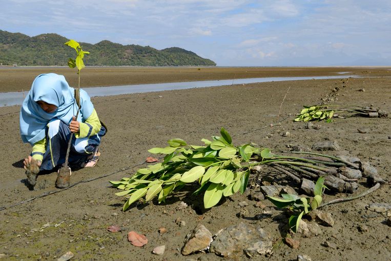 Studenten planten bomen voor een groene tsunami-barrière nabij de hoofdstad Banda Atjeh. Beeld AFP