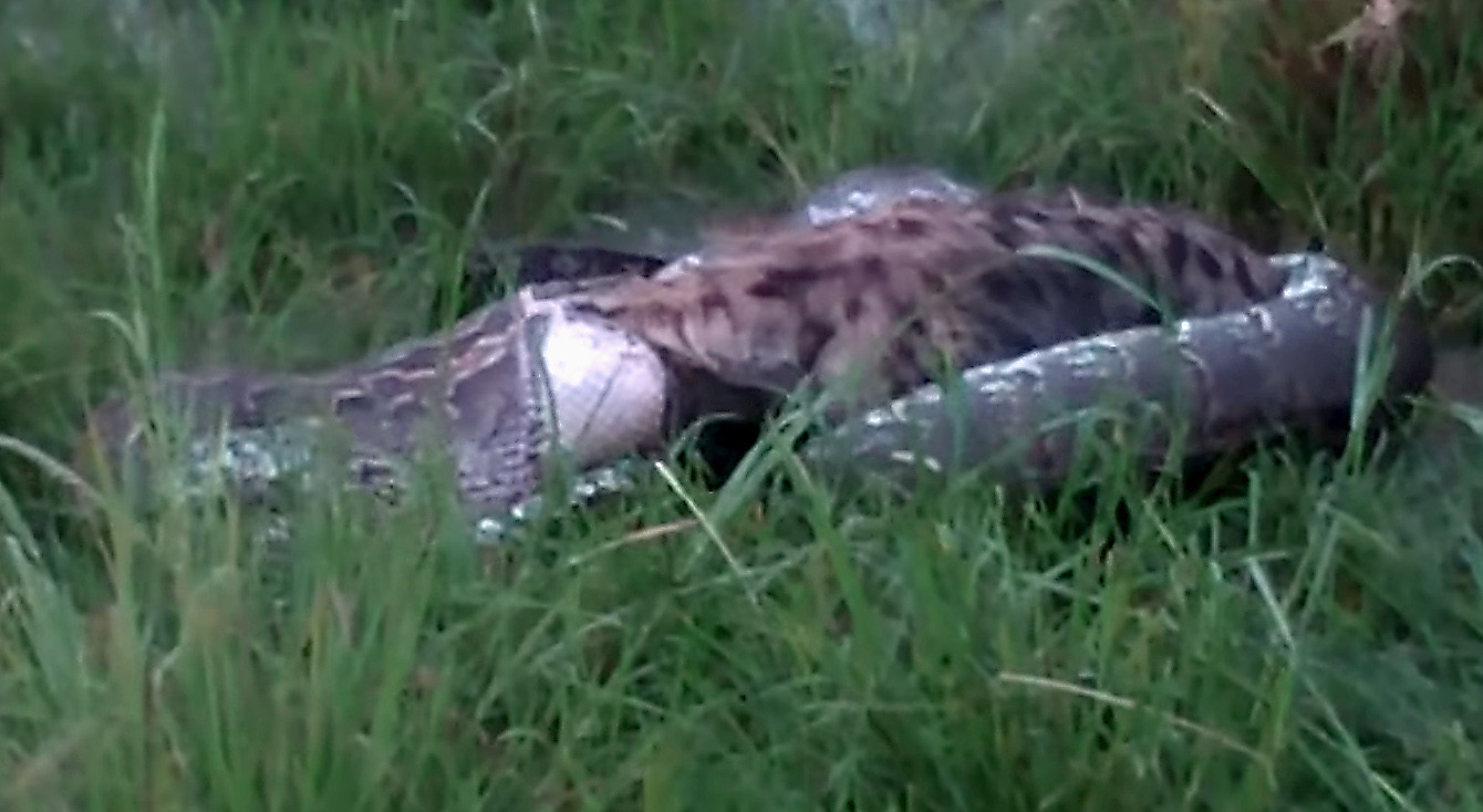 Nederlander filmt als eerste python die hyena verslindt | Foto | AD.nl