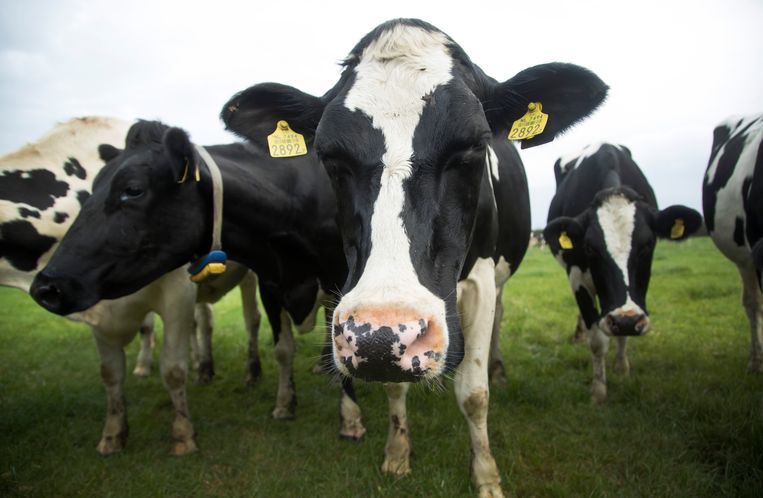 Koeien in de wei bij een melkveehouder in Bunnik. Uit onderzoeken van het Centraal Bureau voor de Statistiek (CBS) blijkt dat de fosfaatproductie die wordt veroorzaakt door de Nederlandse veestapel grotendeels wordt veroorzaakt door de melkveehouderij.  Beeld ANP XTRA