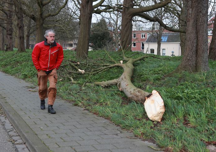 Veel bomen moesten het ontzien vrijdag. Ook in Gorinchem.