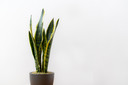 Sanseveria.