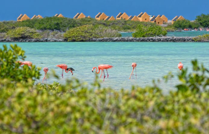 Bonaire trekt veel toeristen, onder meer vanwege de flora en fauna.