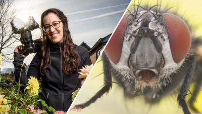 Waarom de huisvlieg continu snode plannen lijkt te maken