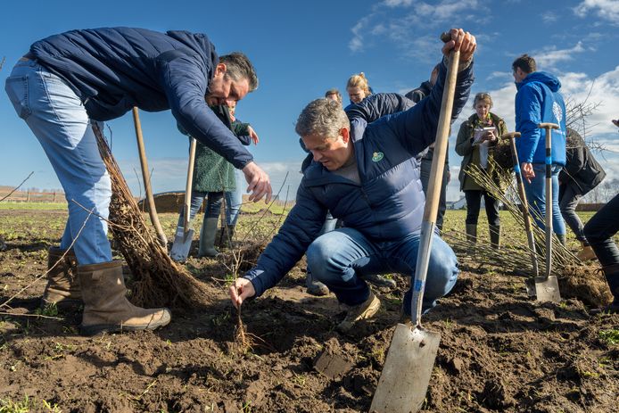 Op het land van weideboer Irma Zegers-De Koning in Eerde werden donderdag jonge plantjes gepoot in het kader van het ReNature programma.