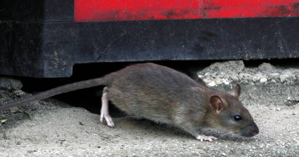 rattenplaag in hengelose woonwijk ze lopen je hier over de voeten bronckhorst gelderlander nl
