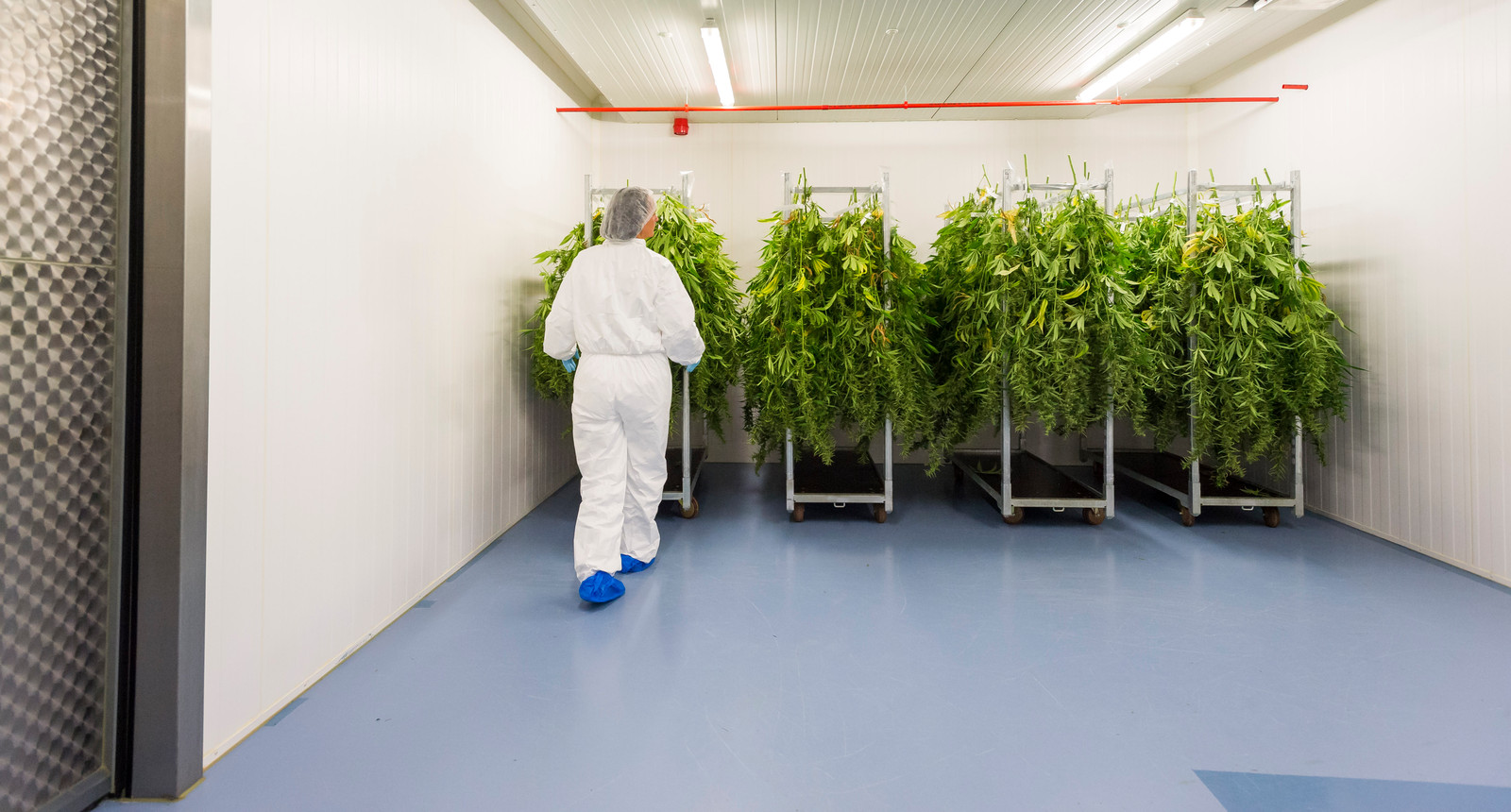 In Nederland is Bedrocan (met vestigingen in Emmeloord en Veendam) de enige die legaal en in opdracht van de Nederlandse overheid medicinale cannabis mag produceren.